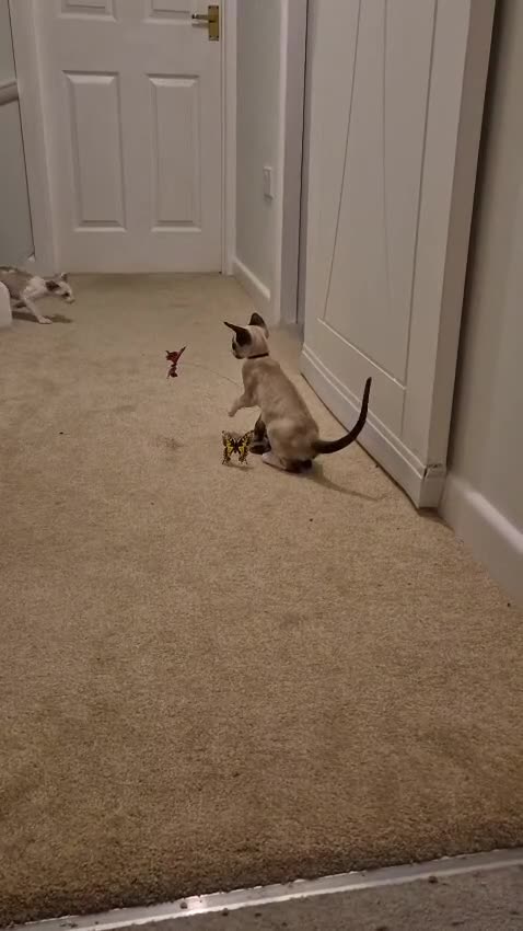 Oriental cats for sale: Seal point & white Oriental shorthair - Video 2