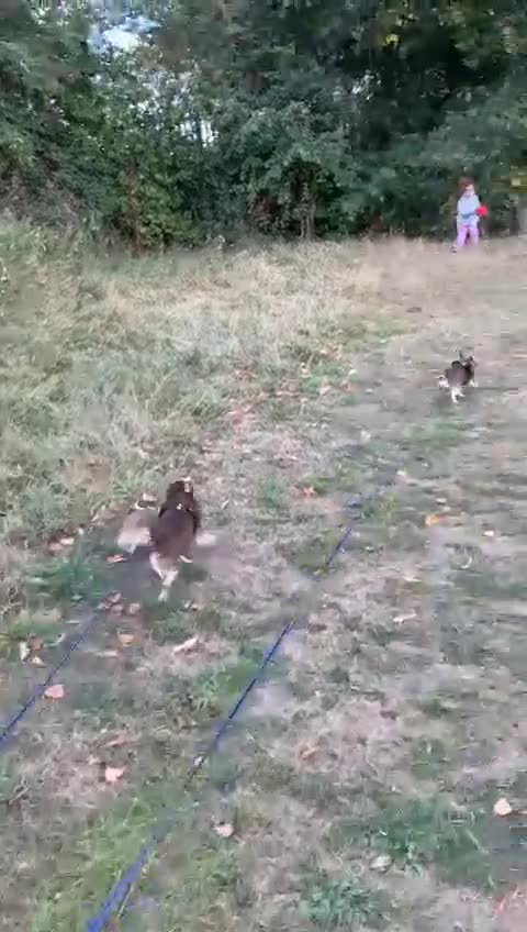 Mixed Breed dogs for sale: Lovely Little Dogs (Brothers) - Video 1