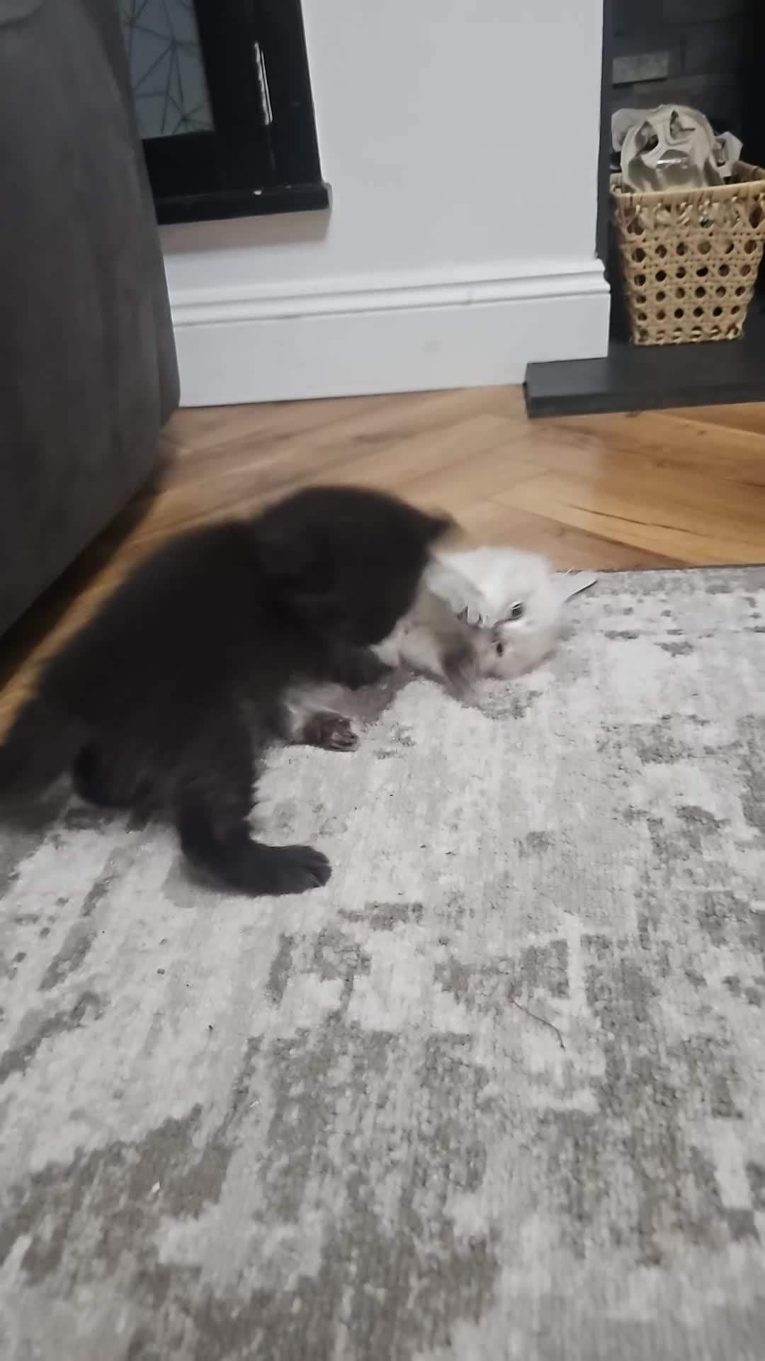 Ragcoon cats for sale: Ragcoon Kittens - Video 1