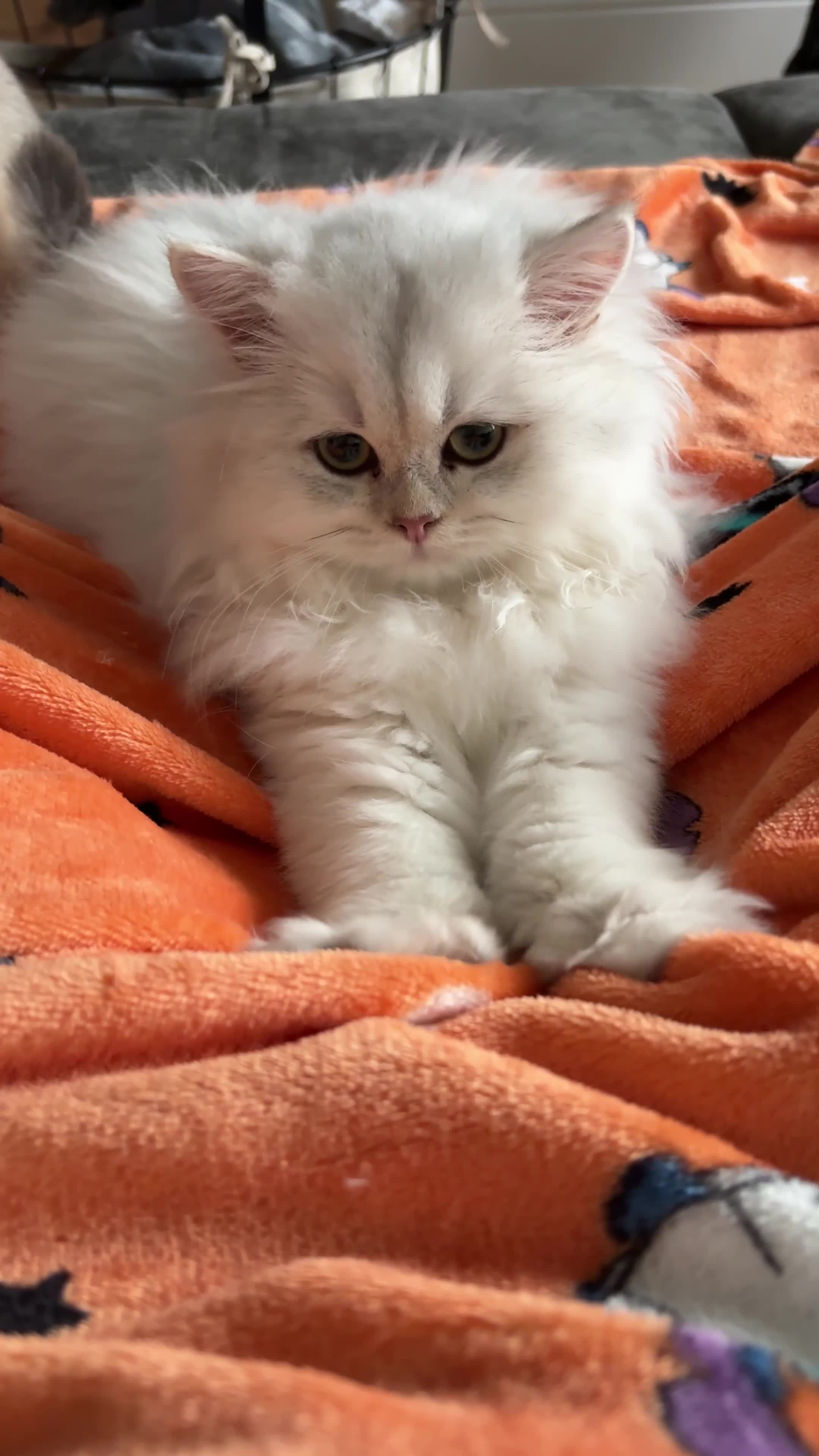British Longhair cats for sale: Adorable Fluffy White Long-Haired Boy  - Video 1