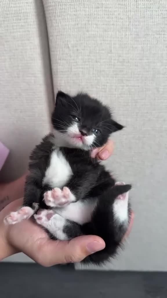 Mixed Breed cats for sale: 3 little kittens  - Video 3