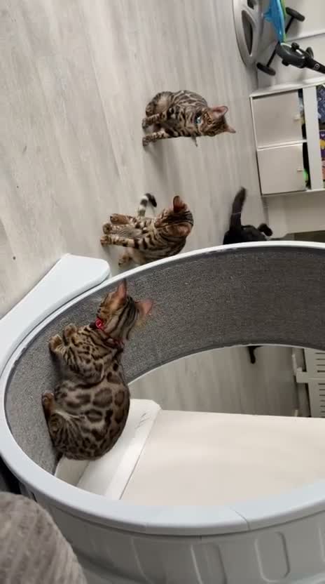 Bengal cats for sale: Young TICA Bengal boys seeking their families - Video 2
