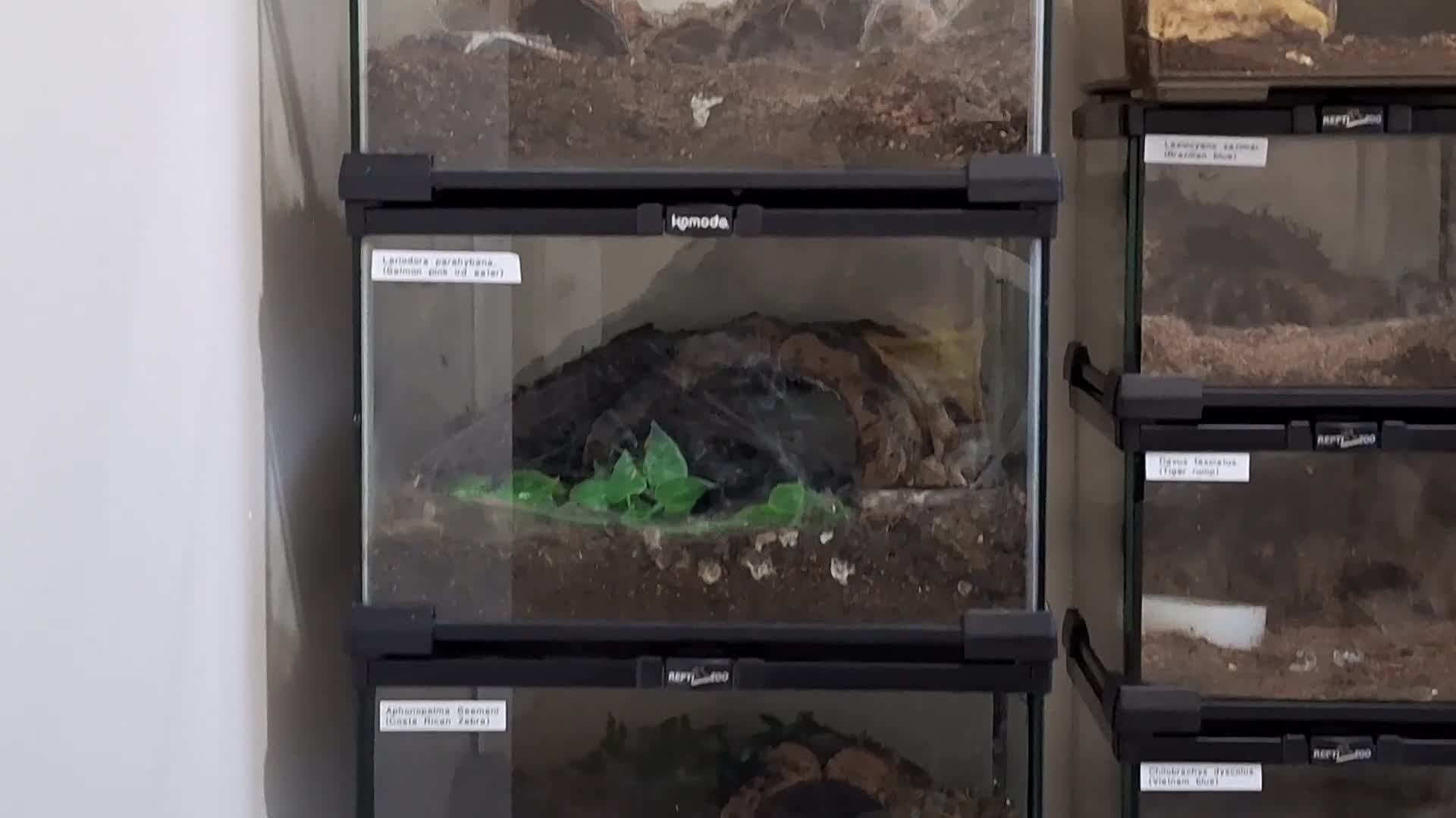 Tarantulas invertebrates for sale: Various tarantulas for sale - Video 1