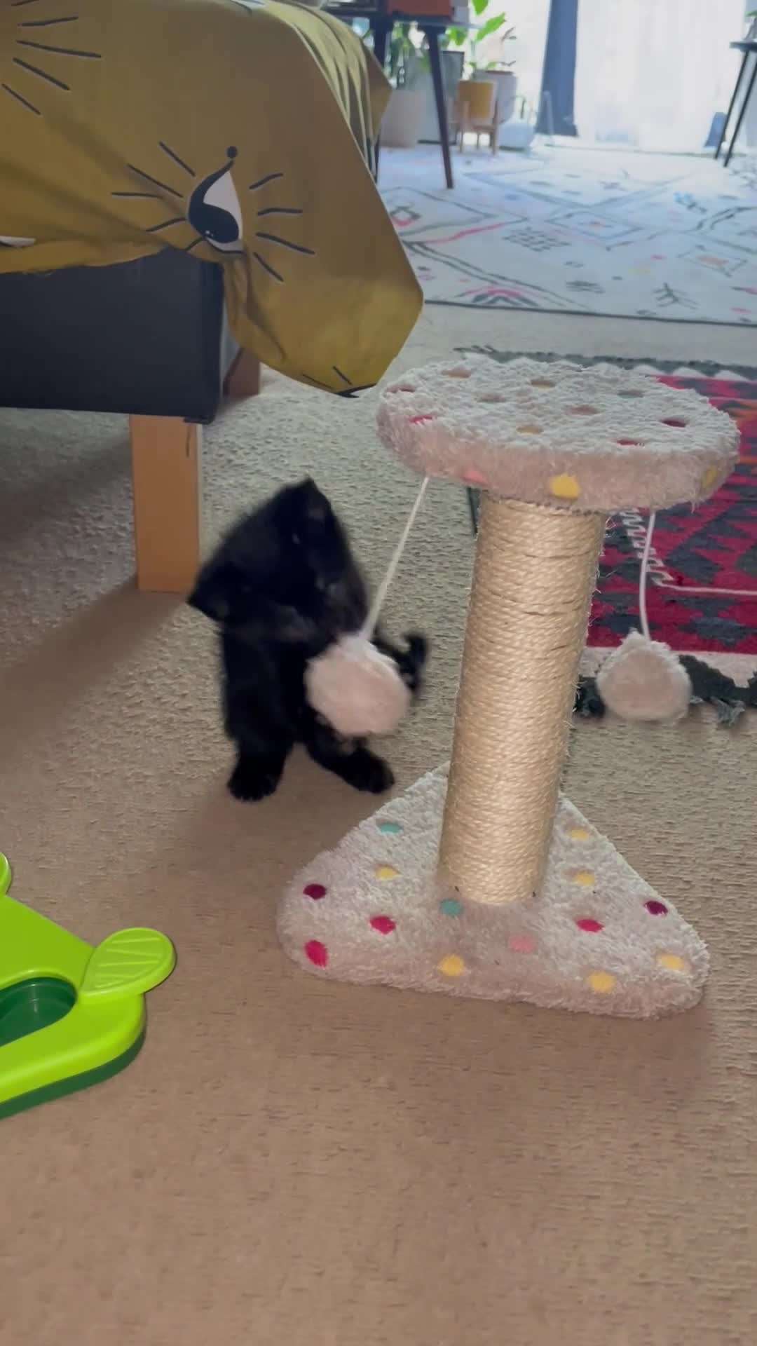 British Shorthair cats for sale: Cute, black kitty  in Washington - Video 2