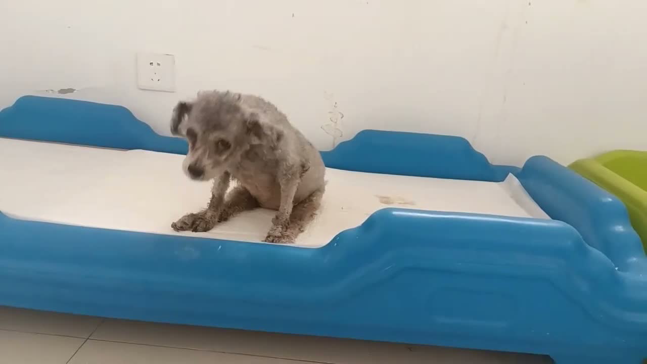 Poodle dogs for adoption: Ember seeks forever home  - Video 2