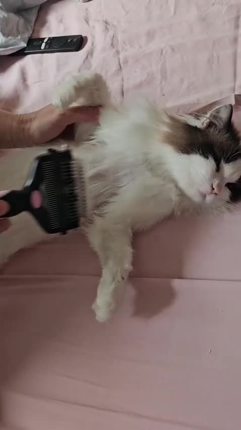 Ragdoll cats for sale: Bicolour ragdoll Bebe - Video 2