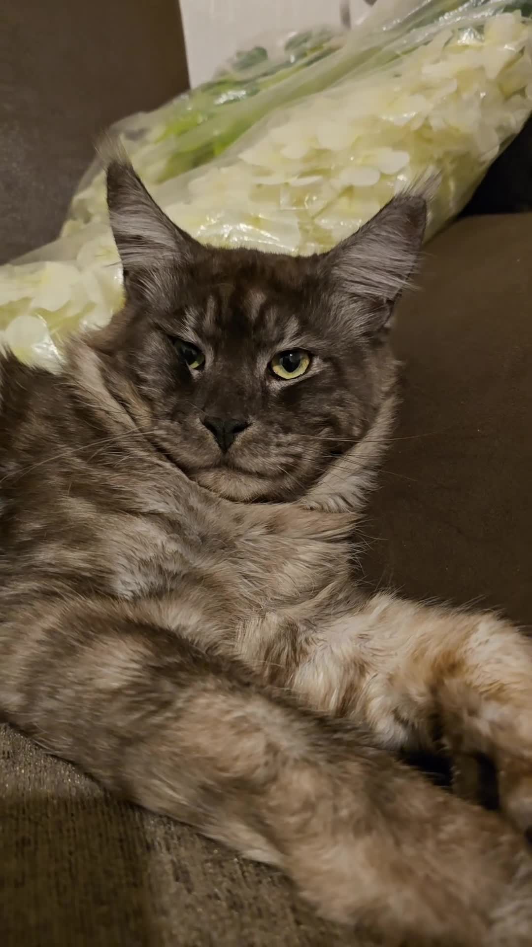 Maine Coon cats for sale: Maine coon male & female for sale  - Video 4