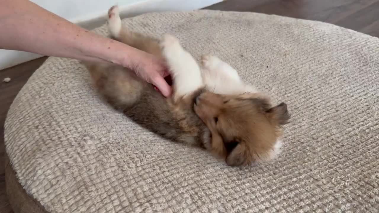Rough Collie dogs for sale: Friendly, Confident Sable/White Male Rough Collie  - Video 1