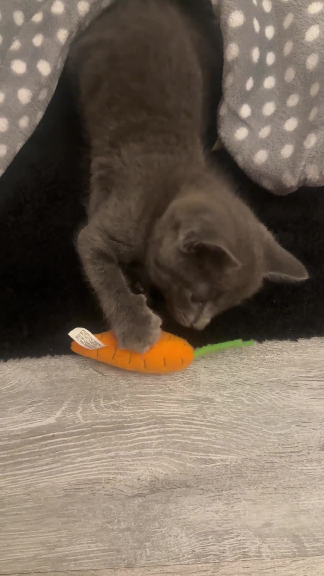 British Shorthair cats for sale: Gorgeous grey kitten £280 (with essentials)  - Video 2