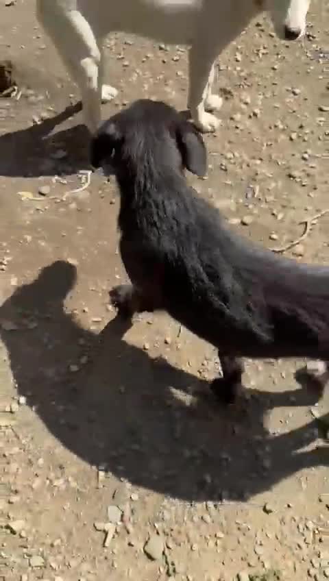 Mixed Breed dogs for adoption: LIA - a Beautiful young Girl, for a Loving Home - Video 1