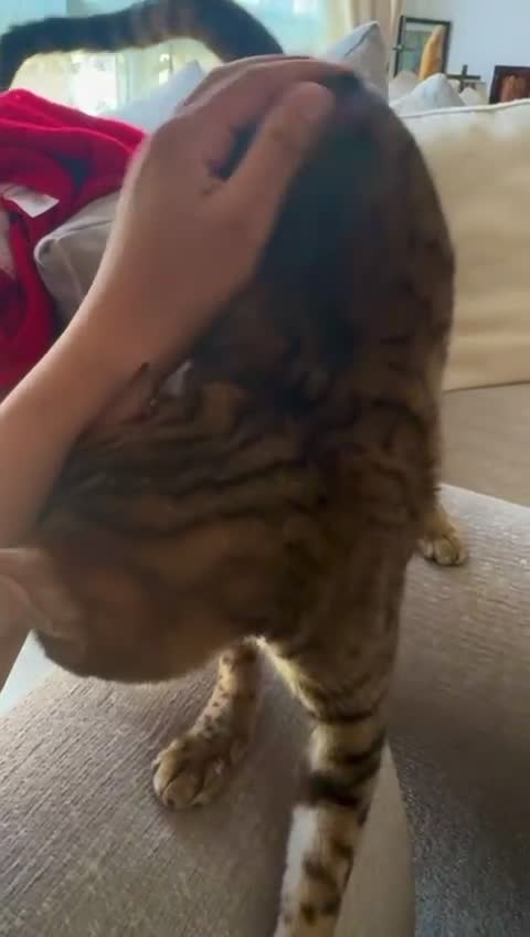 Bengal cats for sale: Sweet bengal looking for her quiet, forever home - Video 1