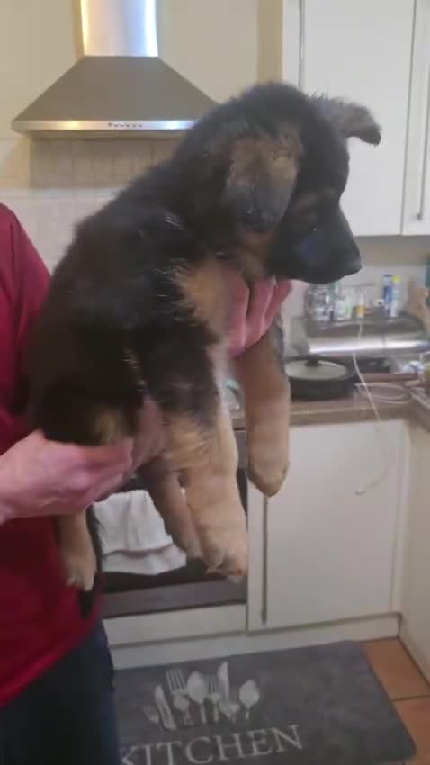 German Shepherd dogs for sale: ONLY 3 GIRLS LEFT!Long haired German Shepherd - Video 1