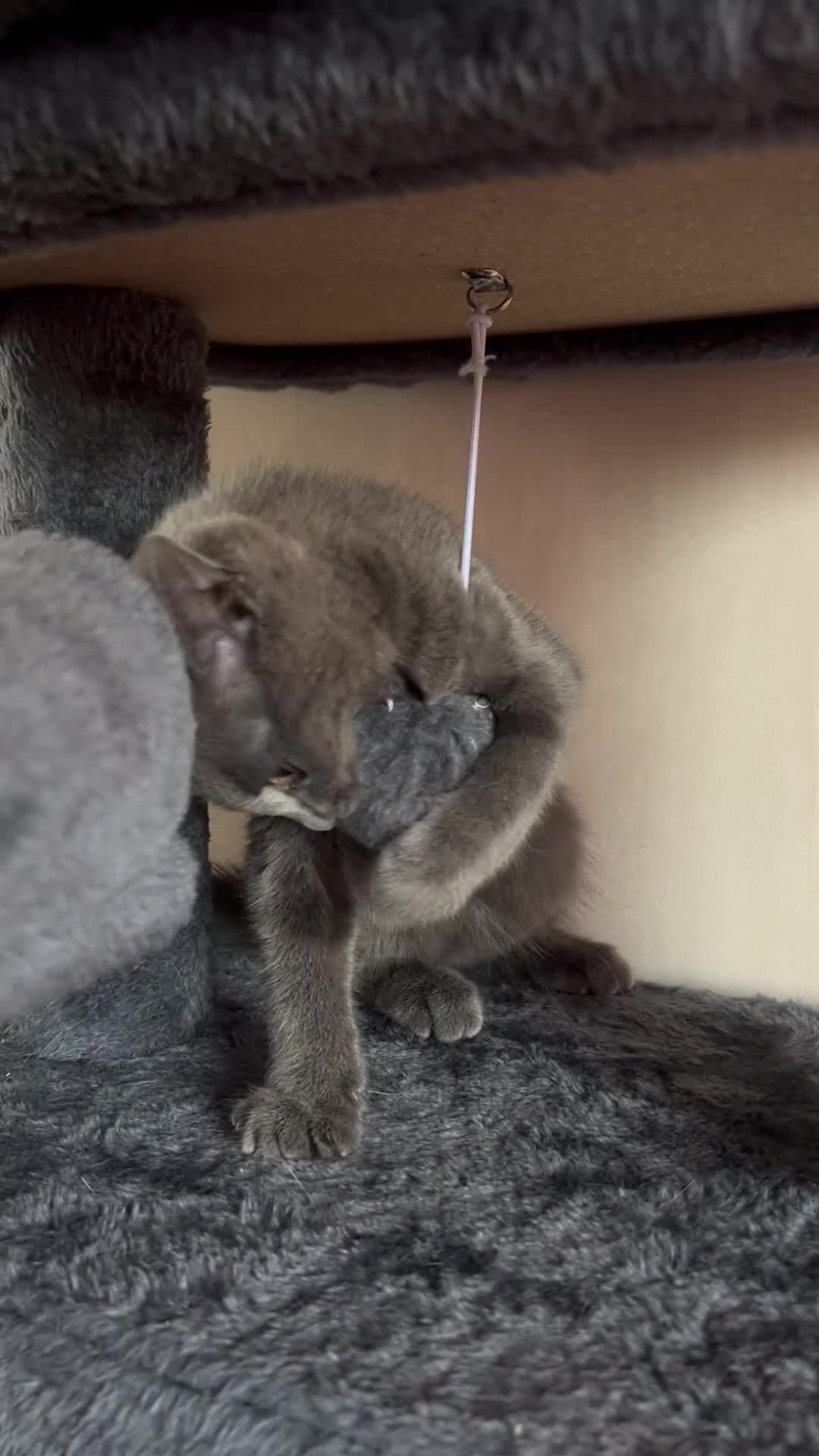 Mixed Breed cats for sale: Beautiful gray female kitten - Video 3