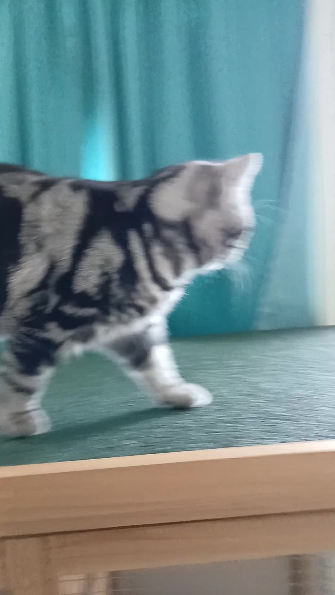 British Shorthair cats for sale: Bsh. Active Silver Classic Tabby. - Video 1