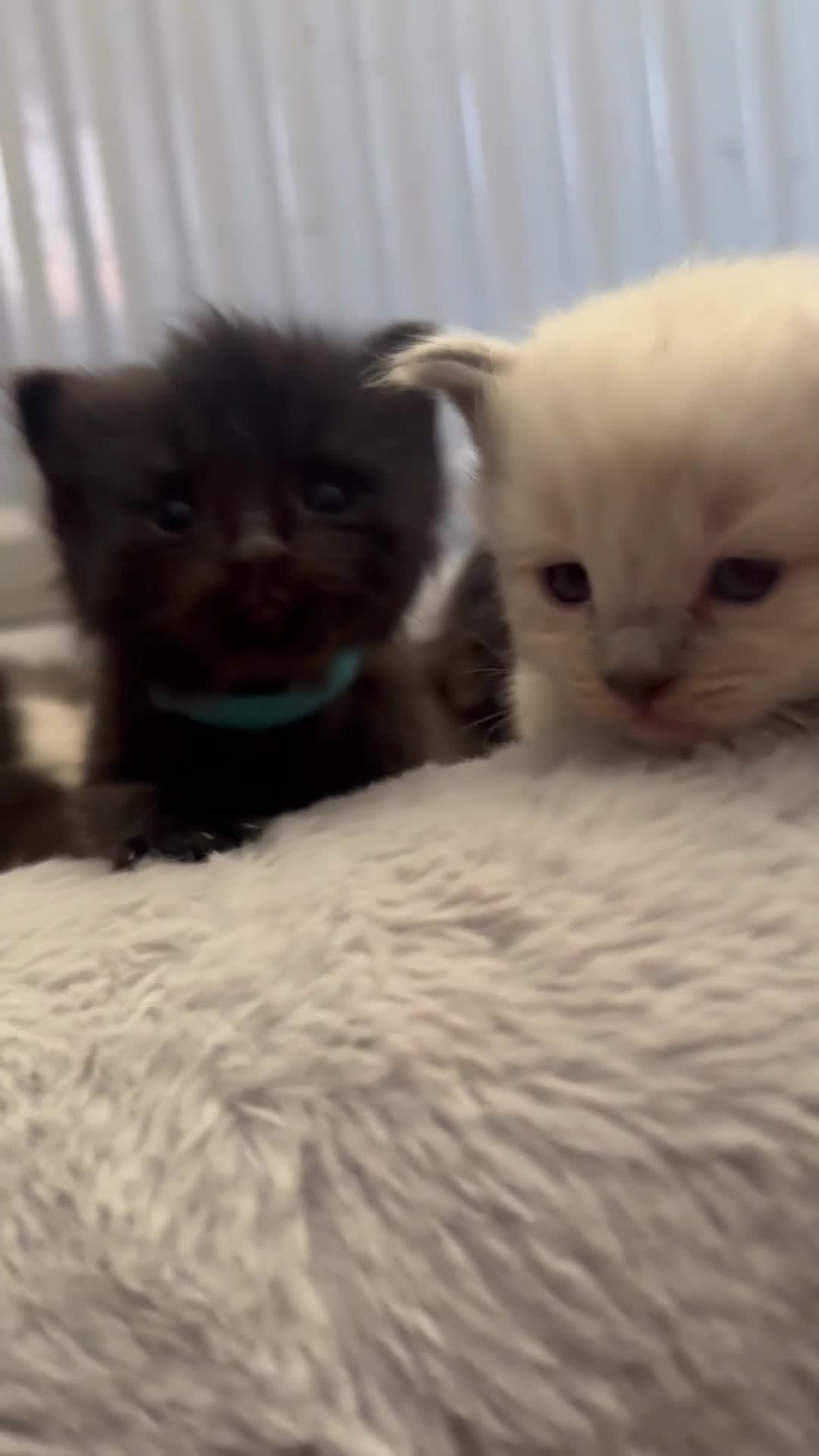 Siberian cats for sale: One male full Siberian kitten  - Video 2