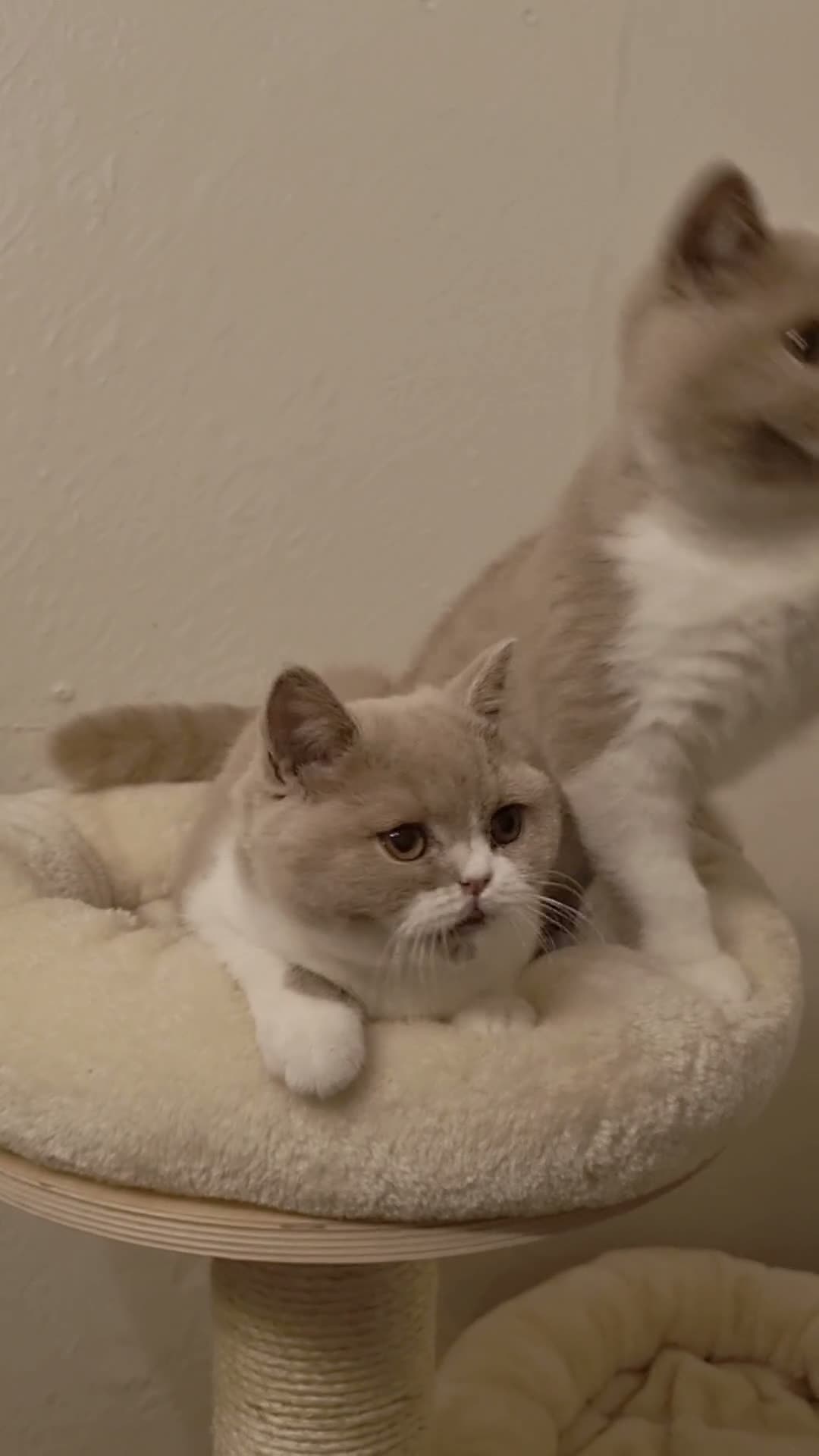 British Shorthair cats for sale: Fawn Bicolour Females - Spayed/Neutered - Video 3