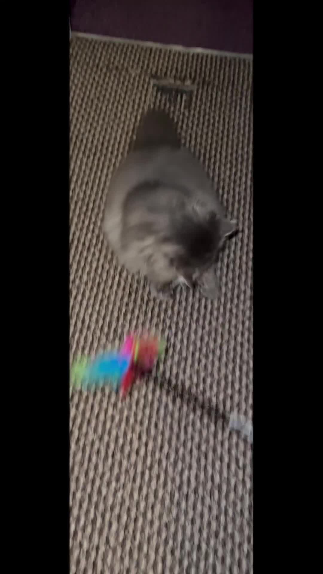 Persian cats for sale: Classic Blue Persian Tabby Ark Star blood line  - Video 1