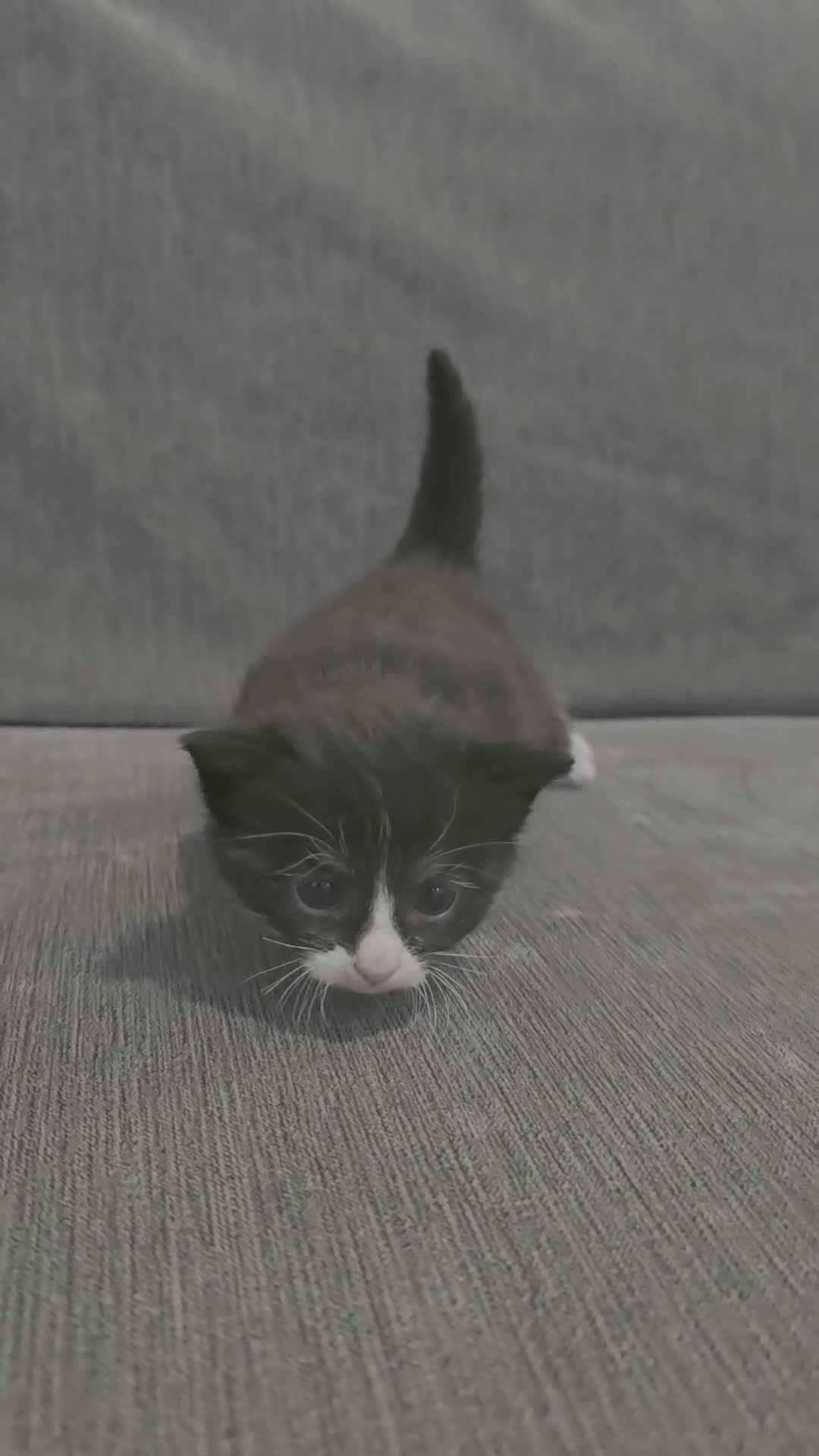 Mixed Breed cats for sale: 5 mixed kittens  - Video 1