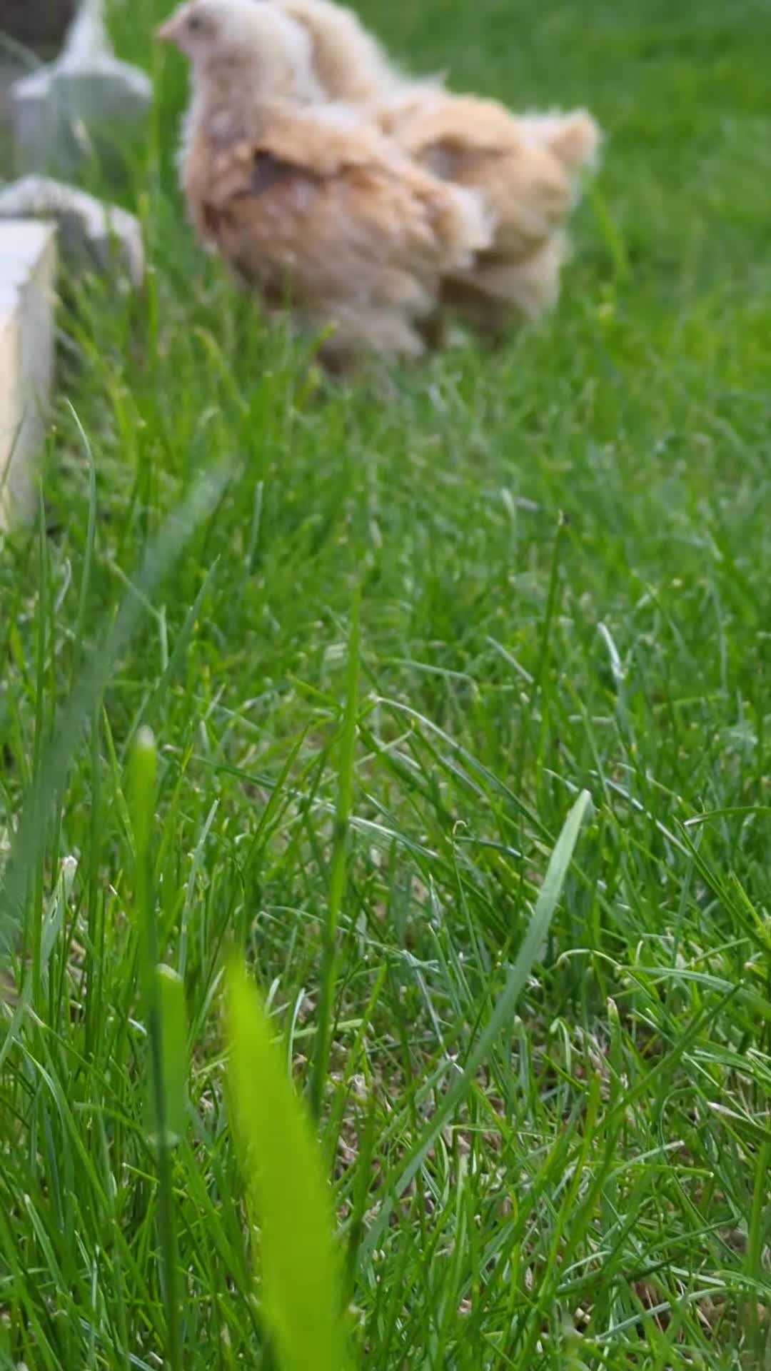 Chickens poultry for sale: Two Serama Pair - Video 2