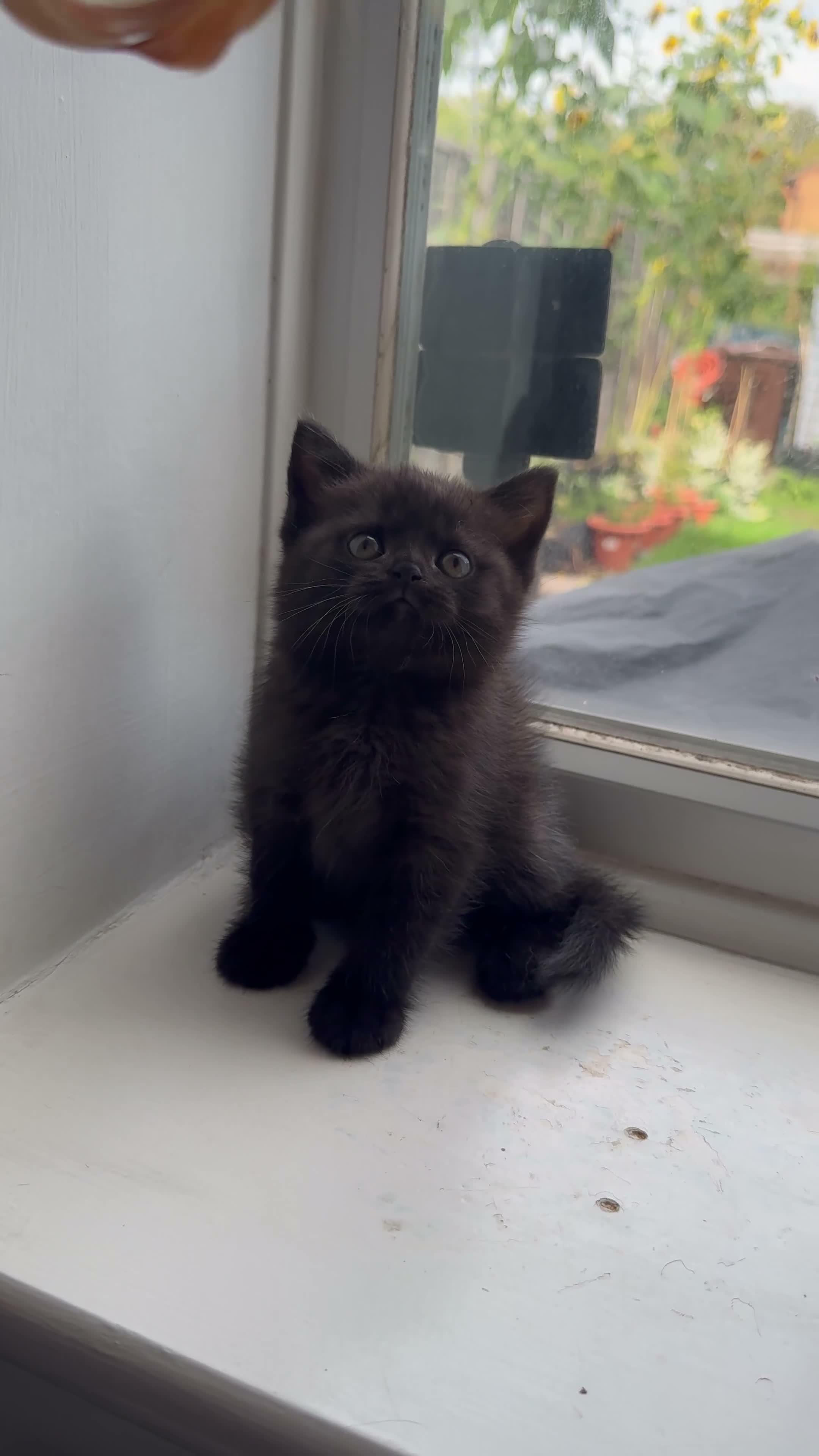 British Shorthair cats for sale: British shorthair kittens  - Video 3
