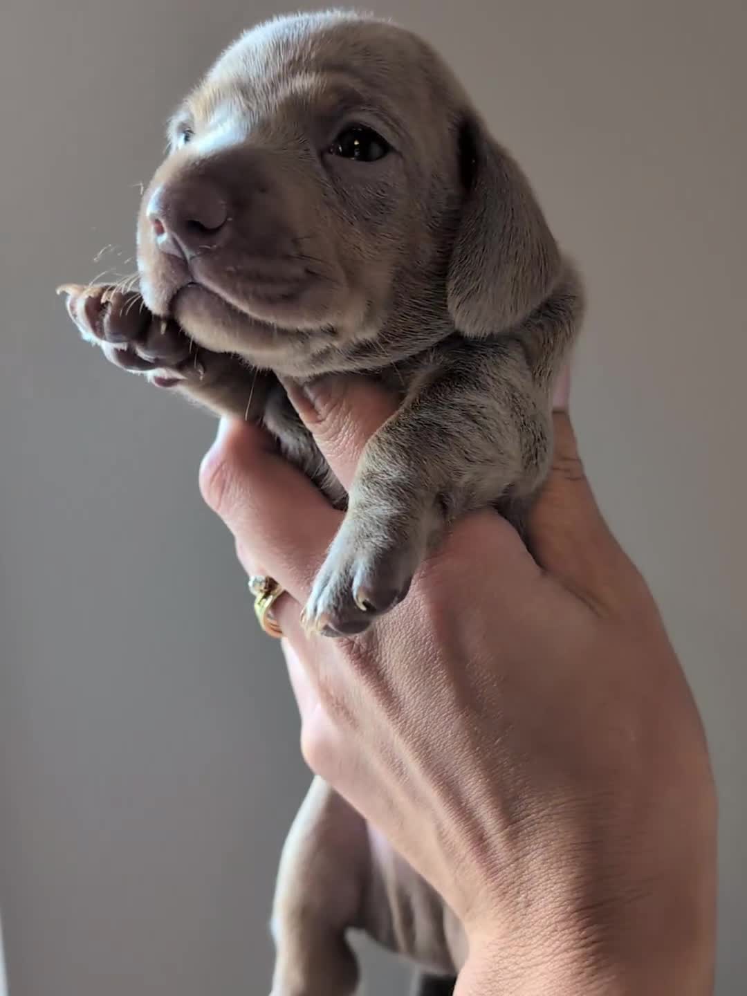 Miniature Dachshund dogs for sale: 🐾 KC Registered Top Quality Miniature Dachunds 🐾 - Video 2