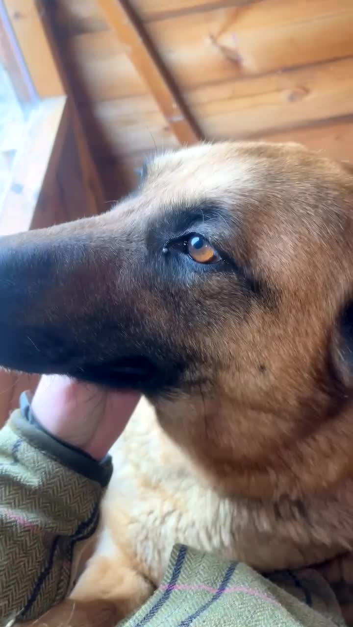 Mixed Breed dogs for sale: German Shepard malonis puppy’s  - Video 1