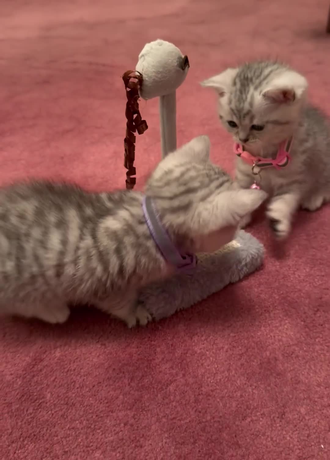 British Shorthair cats for sale: Beautiful British Tabby with Father Pedigree  - Video 3