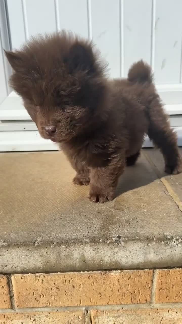 Chow Chow dogs for sale: *ReadyNow* 3 Teddy Bear Chow Chow Puppies - Video 1