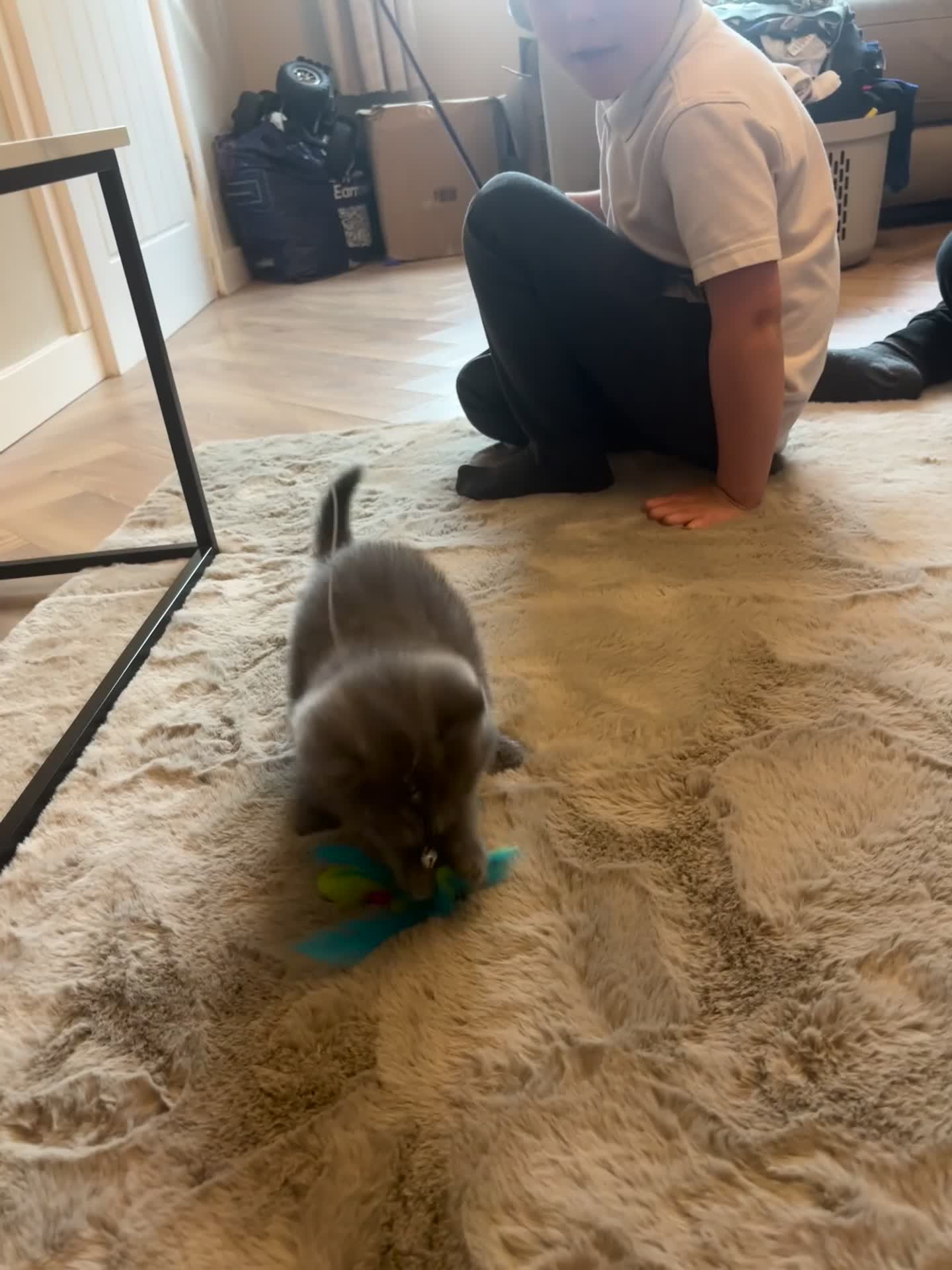 British Shorthair cats for sale: British short haired kittens - Video 1