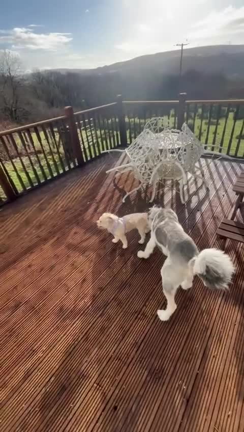 Mixed Breed dogs for adoption: Brian is looking for a home -Mioritic Shepherd  - Video 1