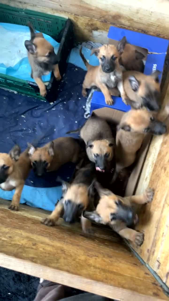 Belgian Shepherd Dog dogs for sale: Belgian Malinois Puppies - Video 1