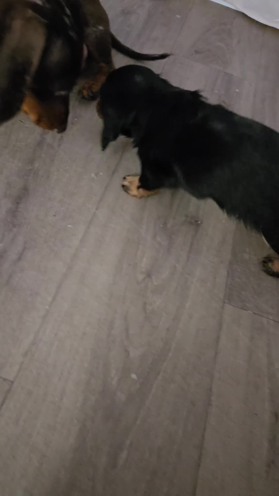 Miniature Dachshund dogs for sale: Miniture dashchounds - Video 1