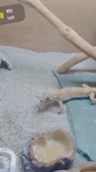 Gecko reptiles for sale: 1 year old healthy geko - Video 1