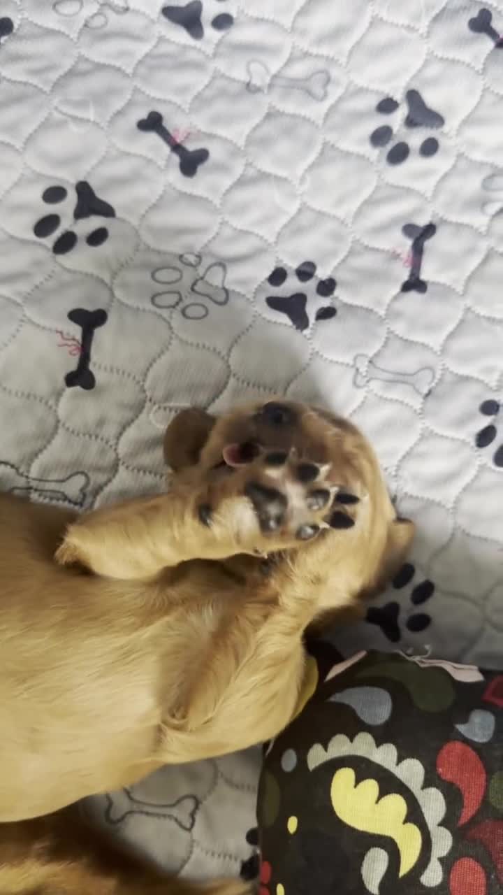 Cocker Spaniel dogs for sale: Pedigree Cocker Spaniel Puppies  - Video 2