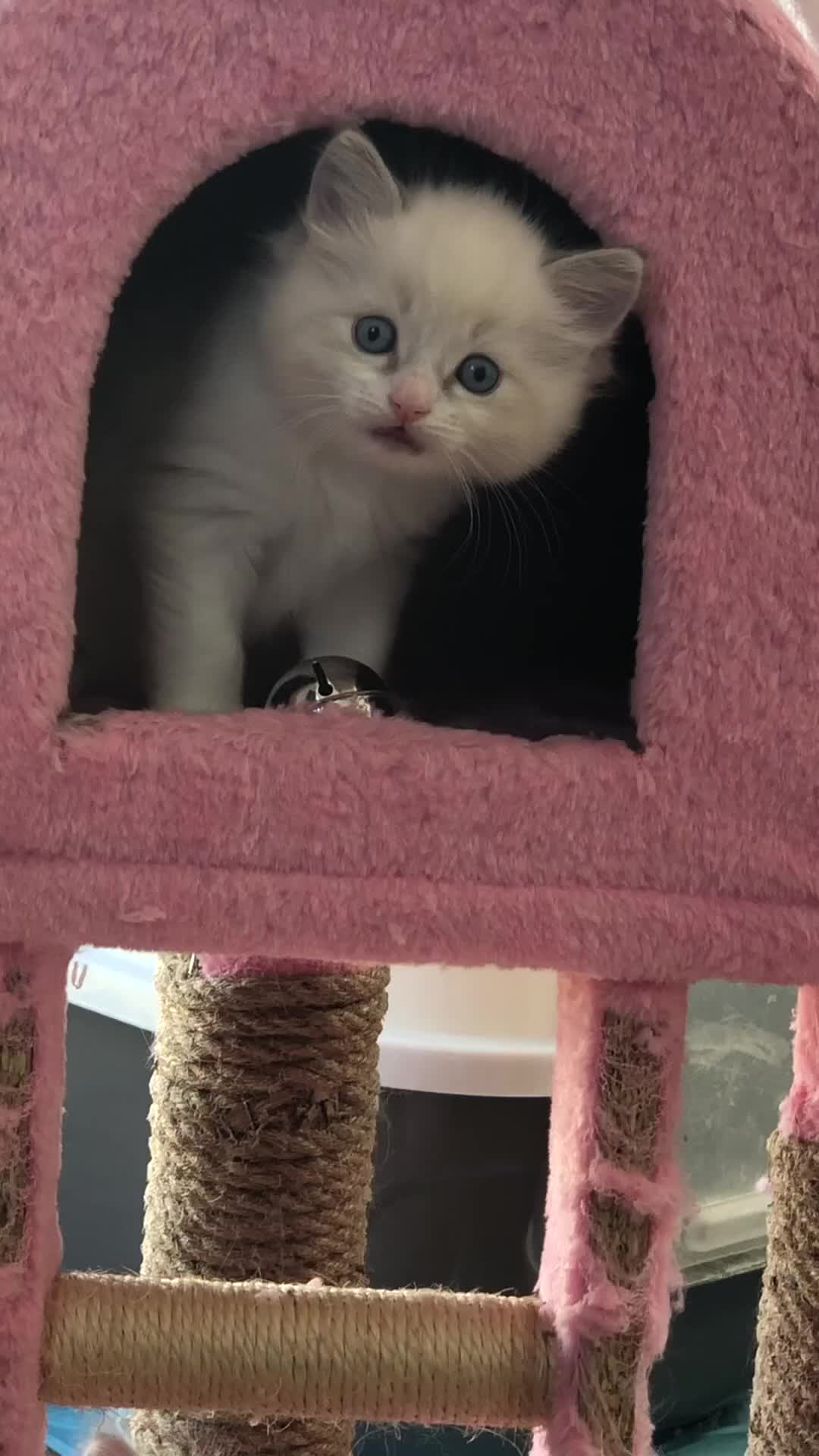 Ragdoll cats for sale: Blue lynx ragdoll kittens  - Video 2