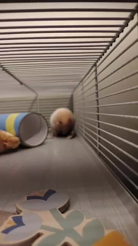 Hamster rodents for sale: Syrian Hamster & Full Set up - Video 2