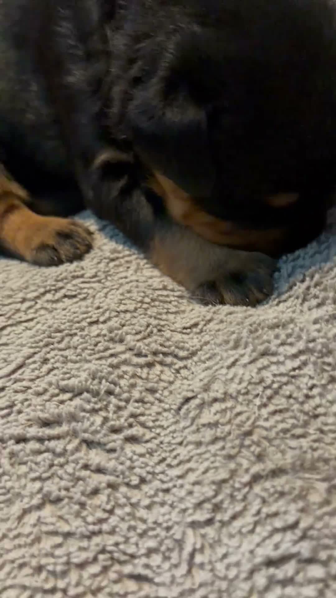 Rottweiler dogs for sale: STUNNING KC REGISTERED PUPPIES  - Video 2
