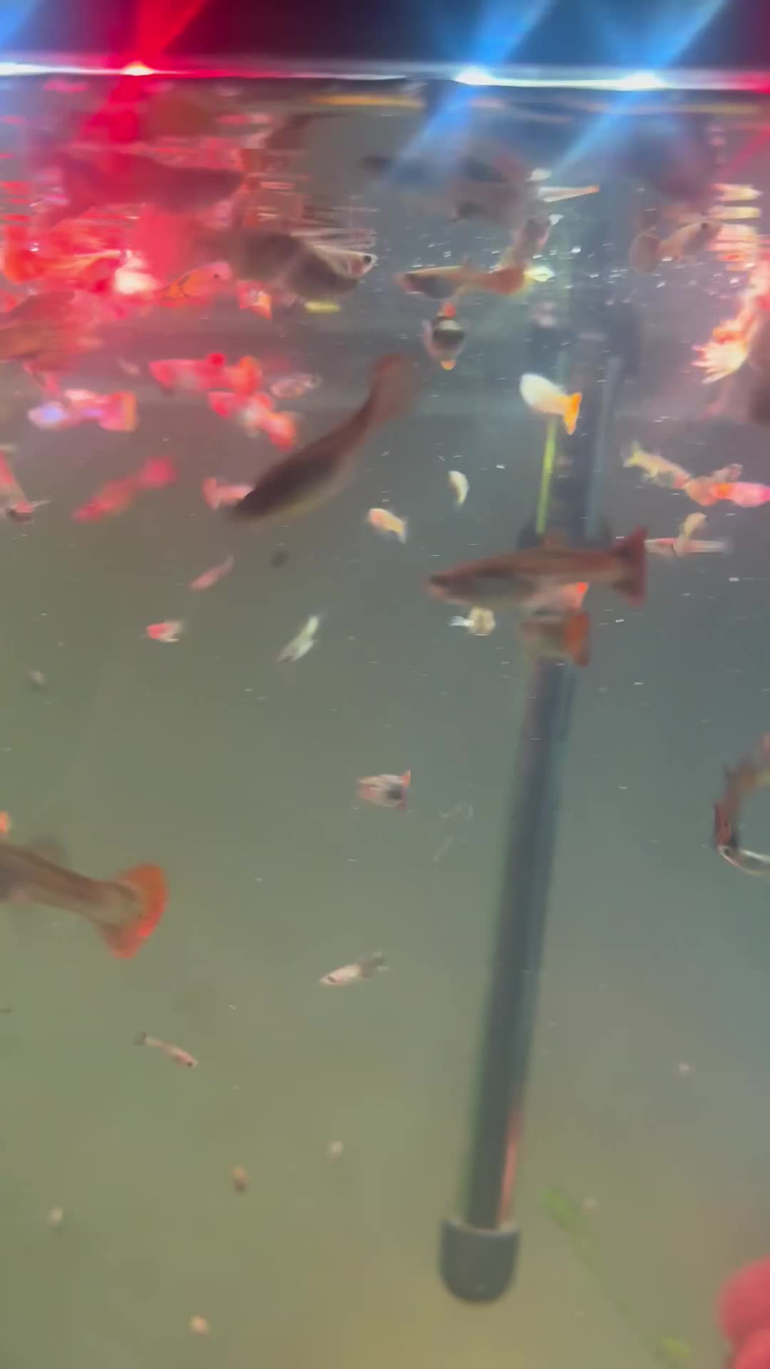 Live Bearers fish for sale: Guppies and aquarium plants for sale  - Video 2