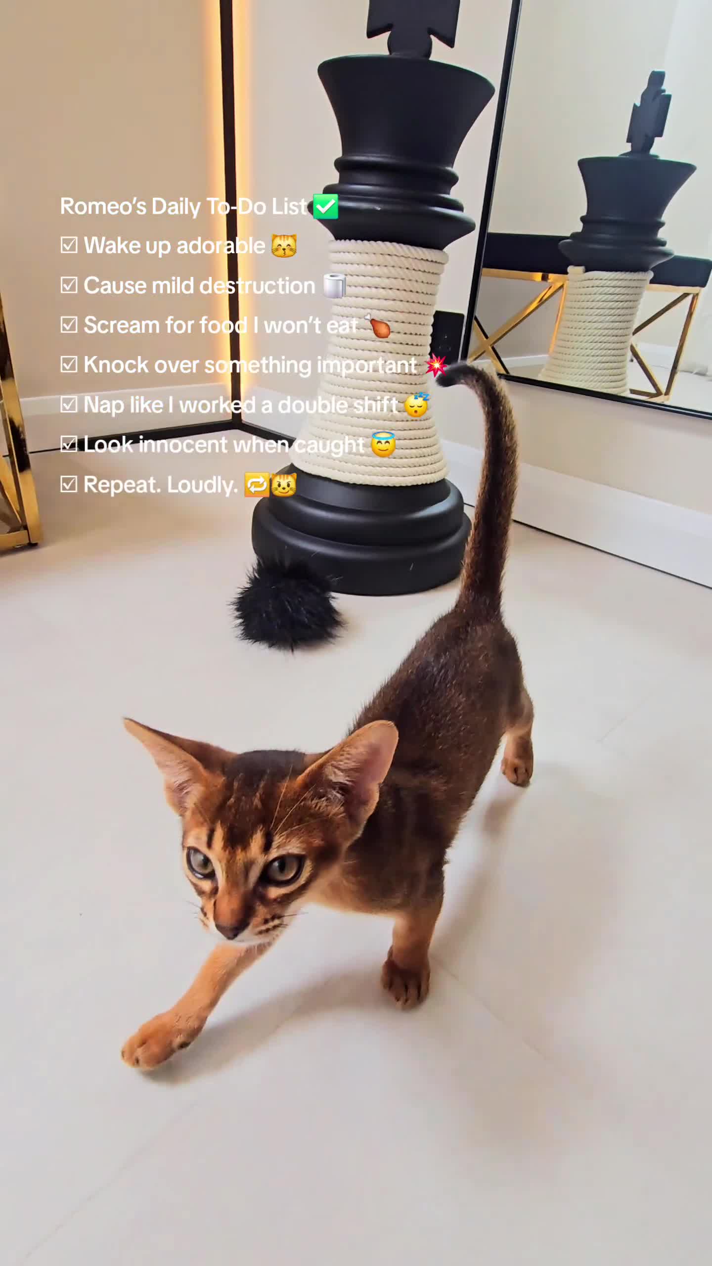 Abyssinian cats for sale:  Champions  Line Romeo-TICA reg. Abyssinian Beauty - Video 1