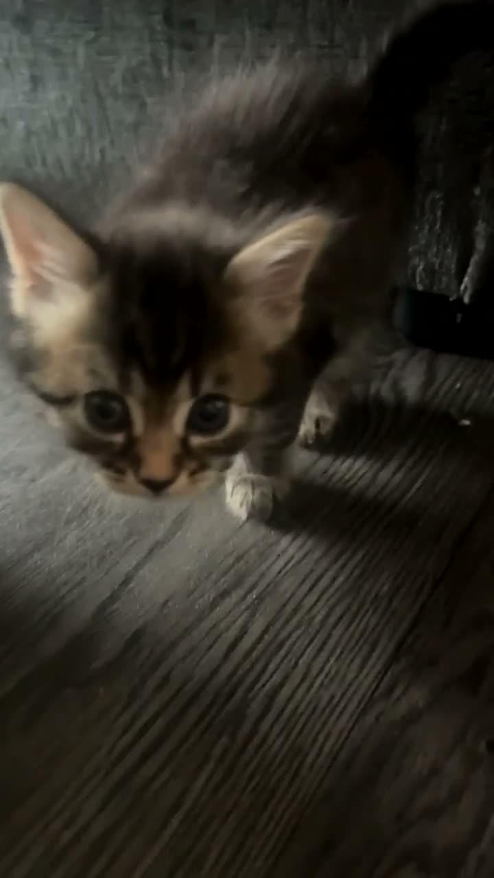 Domestic Shorthair cats for sale: 1 beautiful female kitten in Coventry - Video 1