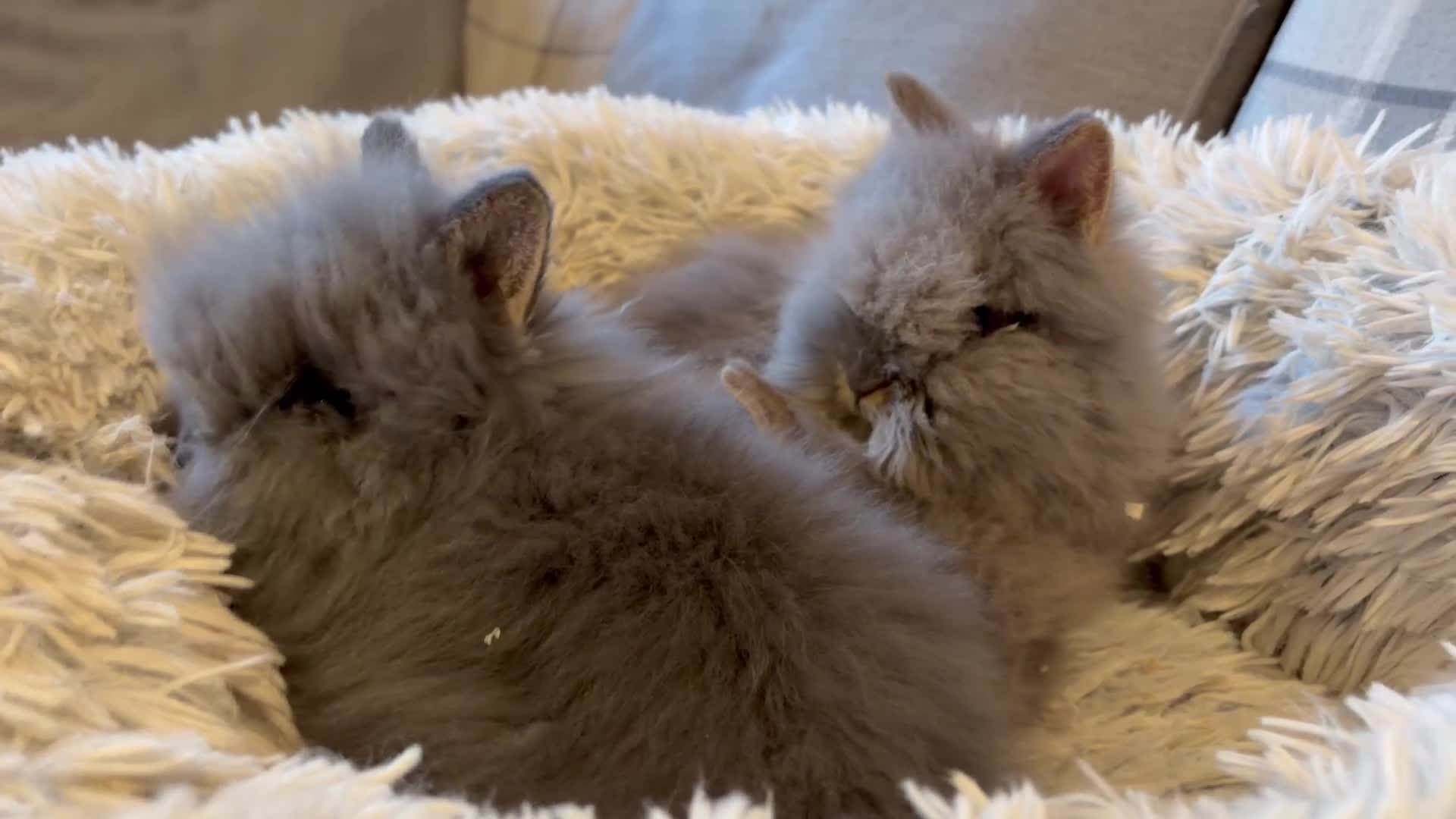 Lionhead rabbits for sale: Double mane lion head baby’s for sale  - Video 1