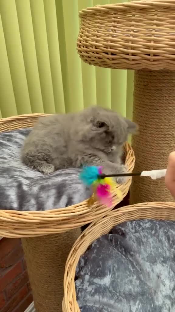 British Longhair cats for sale: ✨ British Longhair Blue Girl | GCCF Registered  ✨ - Video 1