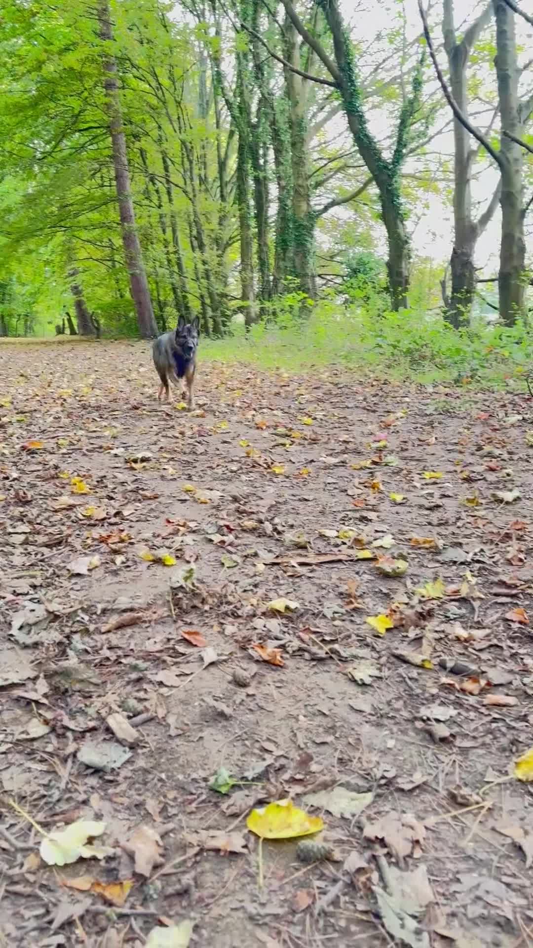 German Shepherd dogs for sale: Male German shepherd 7years - Video 3