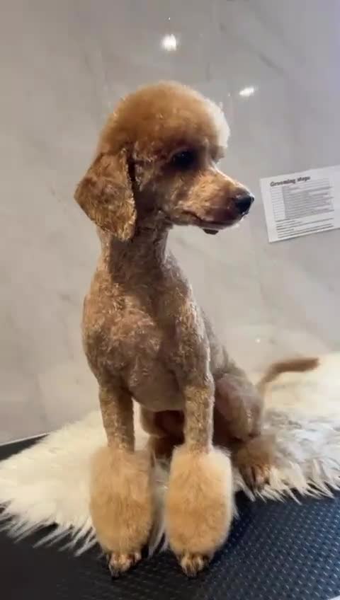 Toy Poodle dogs for stud: Gorgeous Red Toy Poodle KG REG & Health tested  in Walsall - Video 1