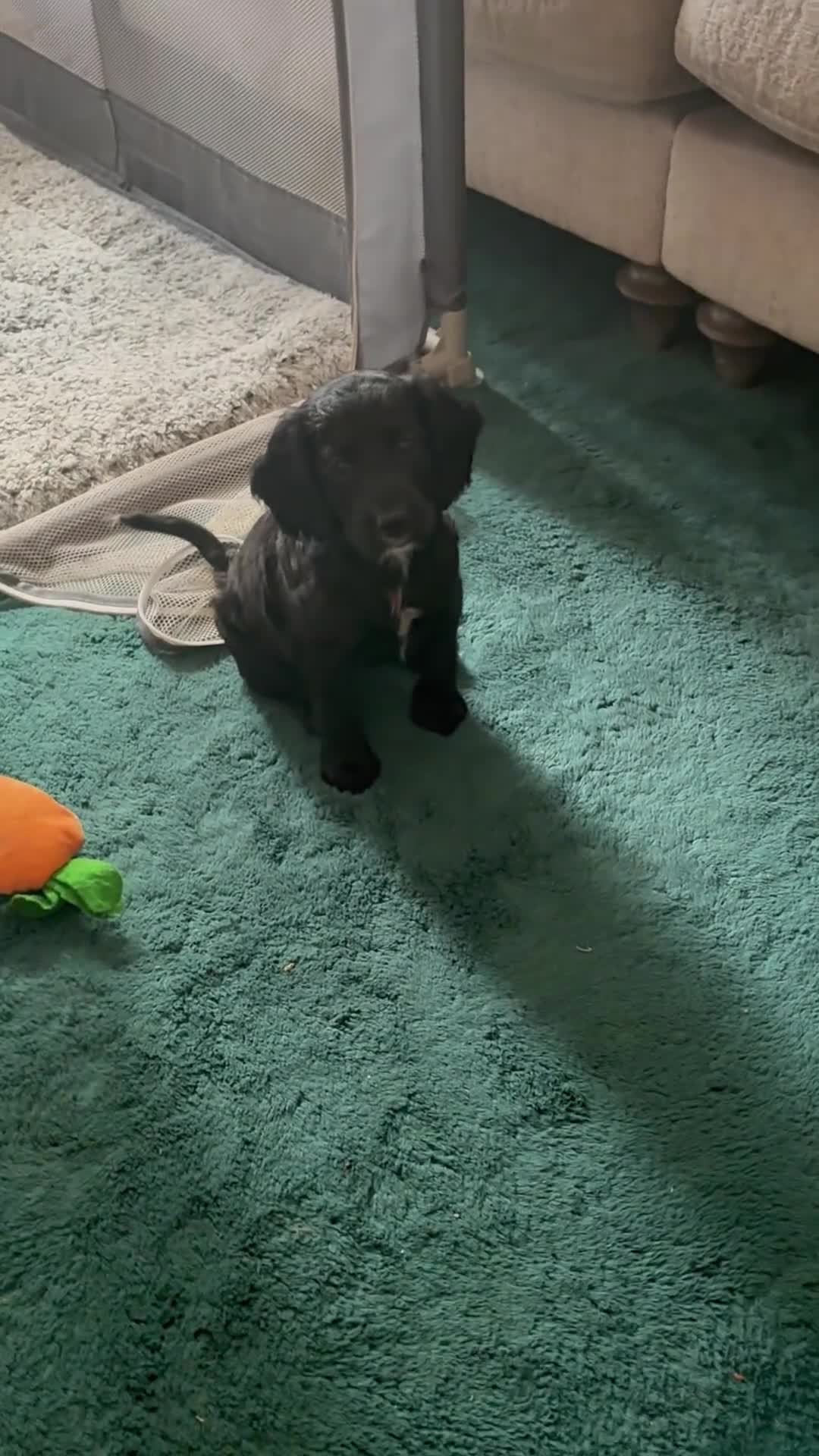 Cockapoo dogs for sale: 5 Gorgeous F2 cockapoos  - Video 3