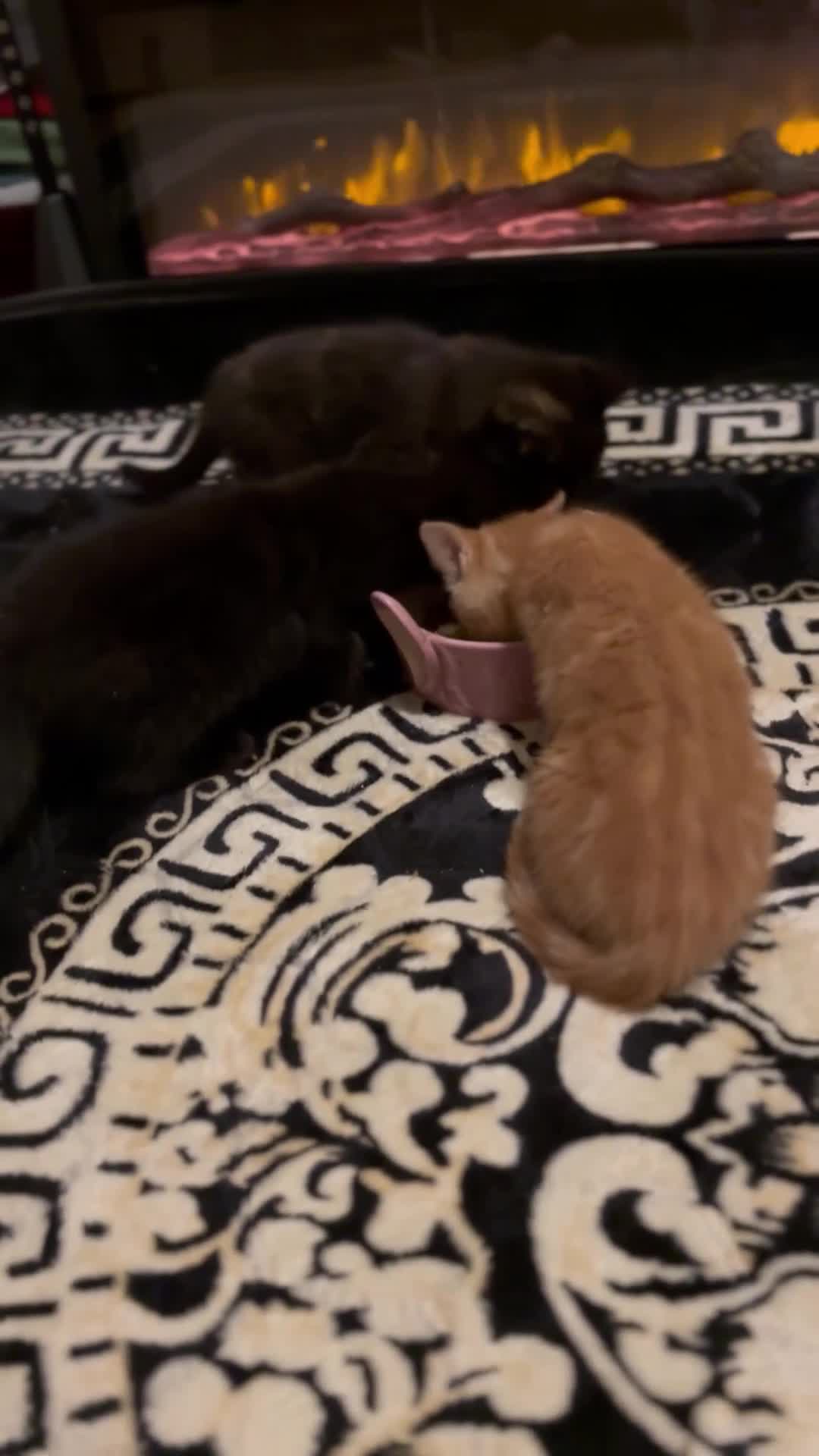 Mixed Breed cats for sale: Playful Loving Kittens Looking For Forever Homes - Video 1