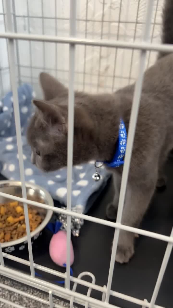 Russian Blue cats for sale: Beautiful Russian Blue mix - Video 2