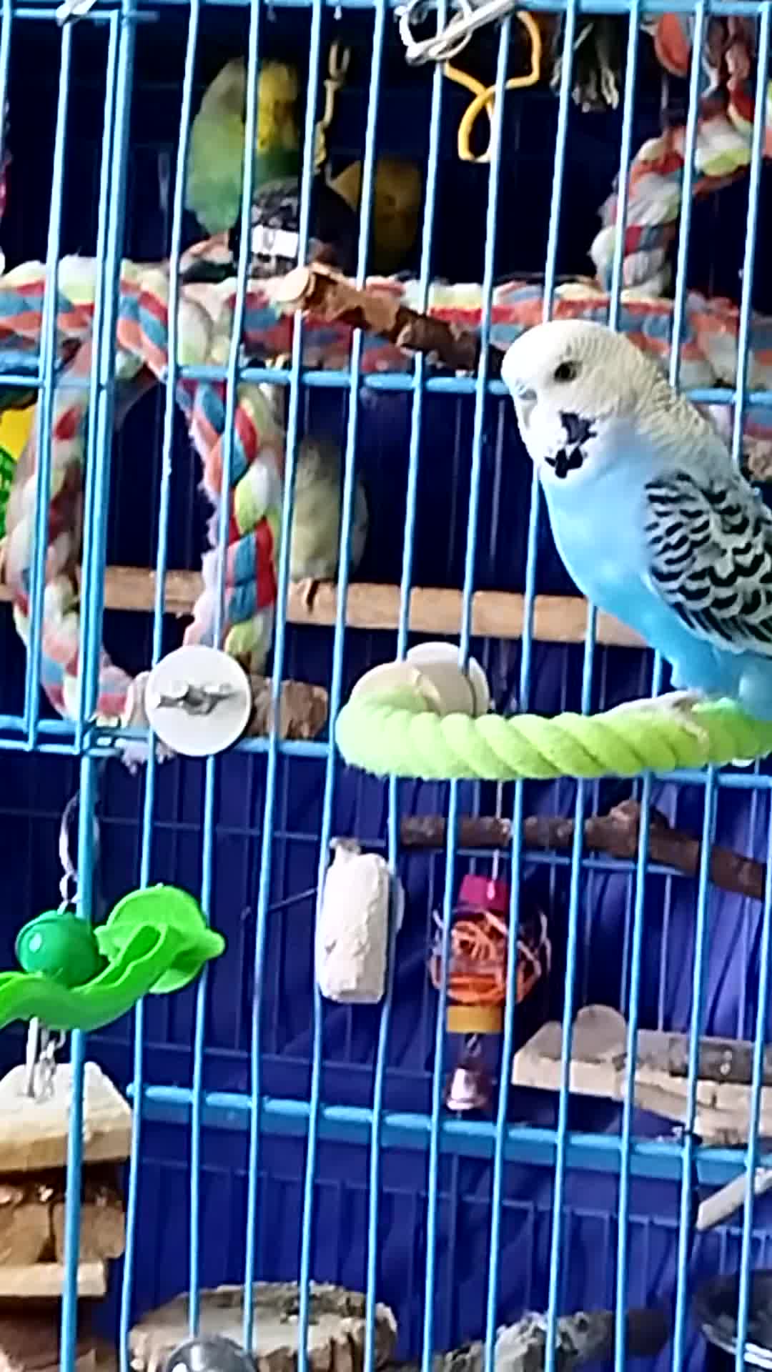 Budgerigars birds for sale: Eight Vibrant Budgies (EVERYTHING INCLUDED) in Haverfordwest - Video 2