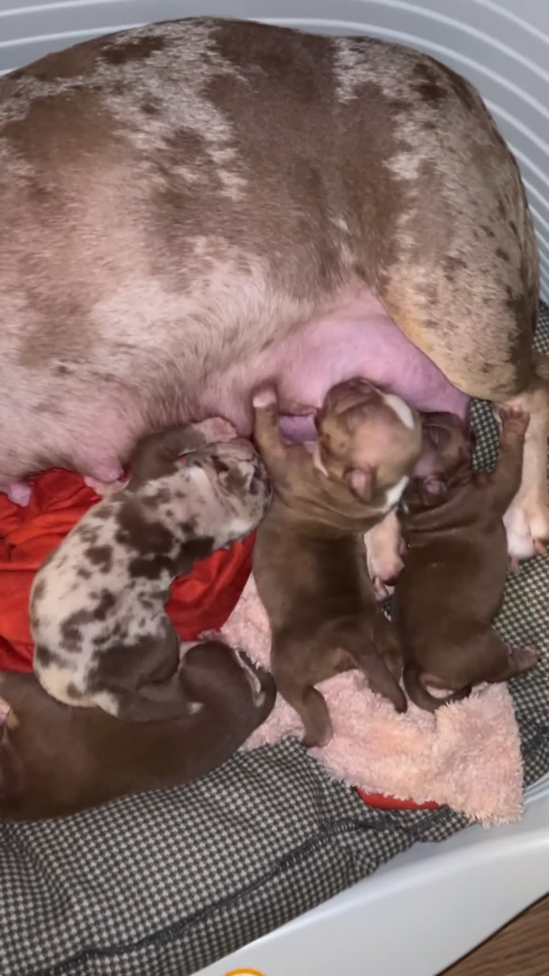 American Bully dogs for sale: Micro Bully puppies for sale!  - Video 1