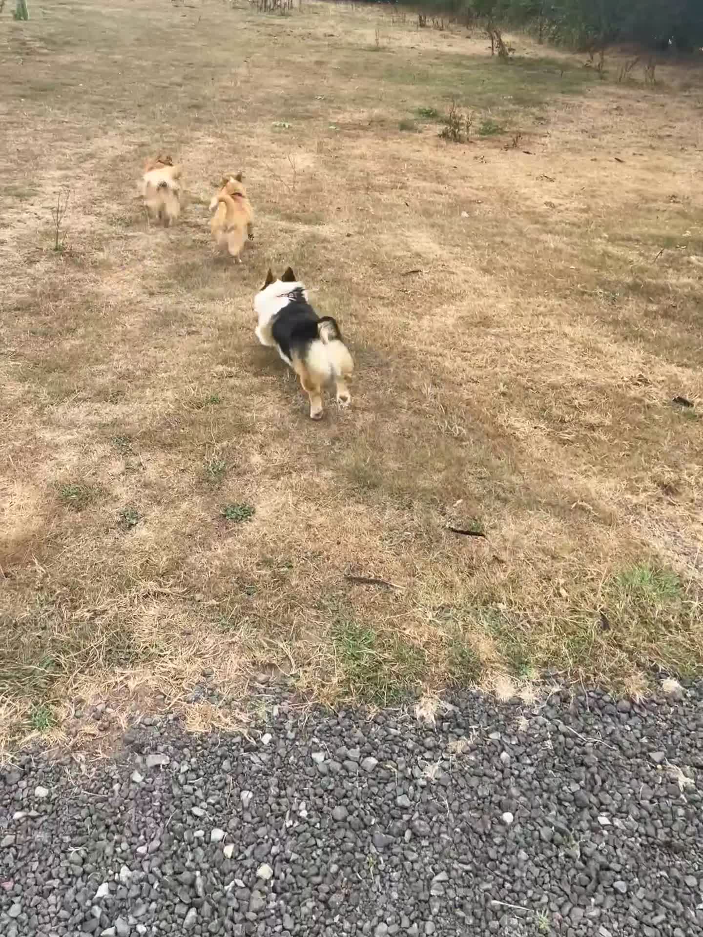 Welsh Corgi Pembroke dogs for stud:  Welsh Corgi Pembroke KC Registered — Stud Service in Newport - Video 3